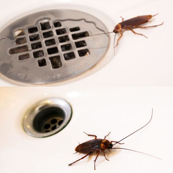 Forhindrer insekter DRAINCAPS