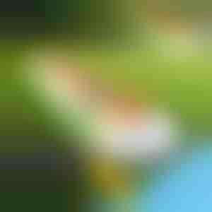 Oppustelig vandrutsjebane (465x80cm) | REEFLY