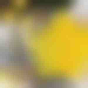 Stjerneformede udstiksforme (6 stk) | STARCUTS